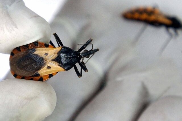 Colegio de Médicos advierte sobre infecciones de mal de Chagas por vía oral a través de jugos artesanales contaminados