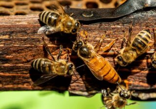 Feromonas de una abeja reina tropical deciden si las hijas se quedan a su lado de obreras