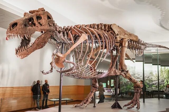 El Tyrannosaurus rex era de sangre caliente y se sabe por sus dientes, revelan investigadores